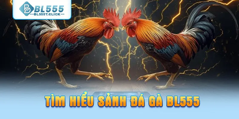 Tìm hiểu sảnh đá gà BL555